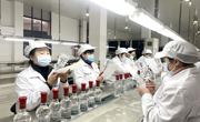 绵竹酒企奏响开工“集结号”全力冲刺“开门红”