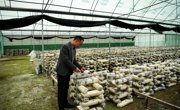 广元市朝天区小香菇撑起“富民伞”