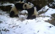 绵阳平武：熊猫“宝妈”花式带娃 教授孩子“打架”技能