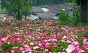绵阳平武：芍药盛开成“致富花”