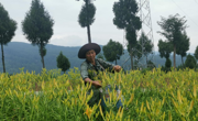 广元市苍溪县黄花菜开出“致富花”