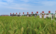 做强种子“芯片” 打造高水平“天府粮仓”