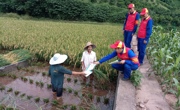 内江：水稻开镰忙 电力服务到田间