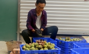 广元朝天区：核桃喜获丰收 乡村振兴有了“核”动力