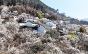 广元市朝天区万亩樱桃花绽放 带动春日“美丽经济”