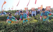 “喊山开茶”第八年，大竹白茶寻求新突破