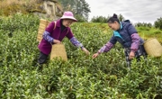 年产值达8亿元 达州宣汉县多举措推进茶产业持续发展
