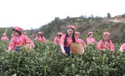 以茶为媒 文旅共富 万源市吹响茶叶产业升级号角