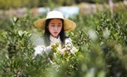广元青川县：春来茶香，茶农茶园采摘忙