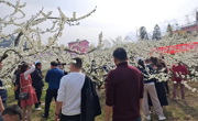把小李子做成大产业——达州通川区大力发展特色产业工作侧记