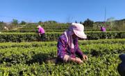 广元苍溪县：茶香遍山野 采摘加工忙