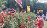 绵阳北川百年古茶树吐新芽 “金叶子”摘出致富“好路子”