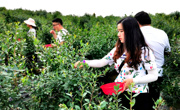 绵阳北川：“小蓝莓”催生乡村振兴“致富果”