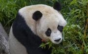 大熊猫“云川”“鑫宝”在美国动物园适应状态良好