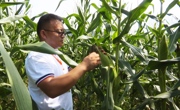 培植种业龙头企业 眉山洪雅筑牢“天府粮仓”“芯”引擎