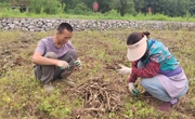 广元朝天区：芍药开出“致富花”，群众增收有门路