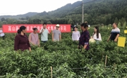 广元朝天区：“四新”模式，助力高山蔬菜出圈