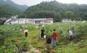 广元朝天区：蓝莓丰产挂枝头 特色产业助推乡村振兴