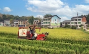 达州大竹县国家级杂交水稻制种基地进入丰收季