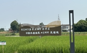 德阳罗江区：忙抢收制种水稻绘乡村振兴画卷
