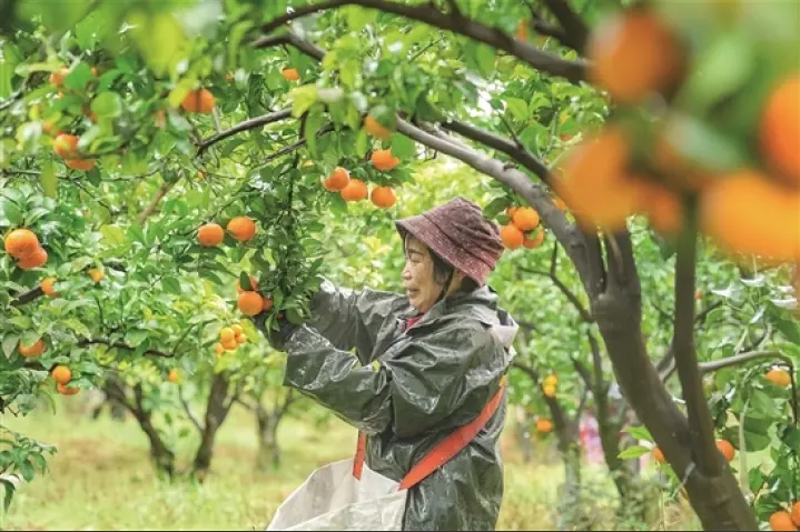 图为工人正在采摘水果