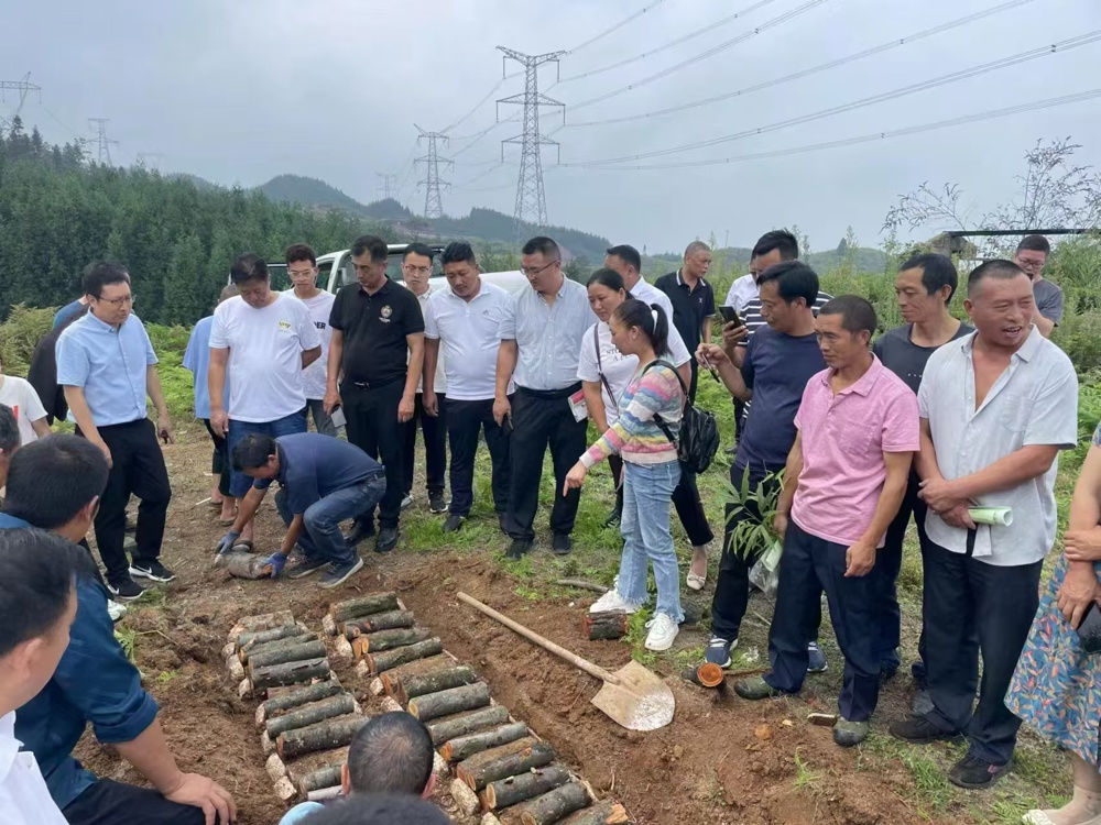 组织村民天麻种植培训