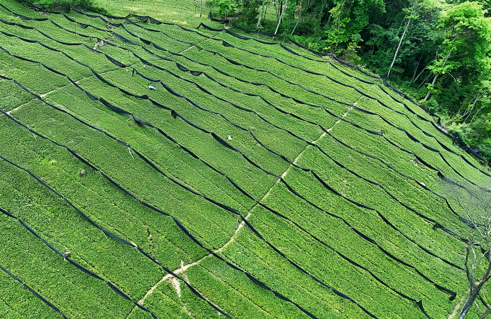林下中药材—黄连种植基地