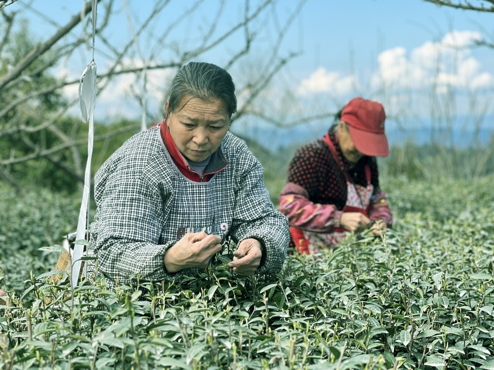 图为当地村民正在采摘新茶
