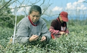 眉山市洪雅县的春茶迎来大面积采摘期