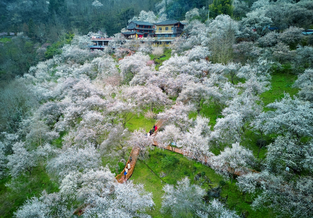    梅林迎来盛花期
