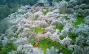 绵阳平武：万亩梅林迎来盛花期 十里繁花春意正浓