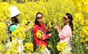 四川仁寿：油菜花开 美丽乡村入画来