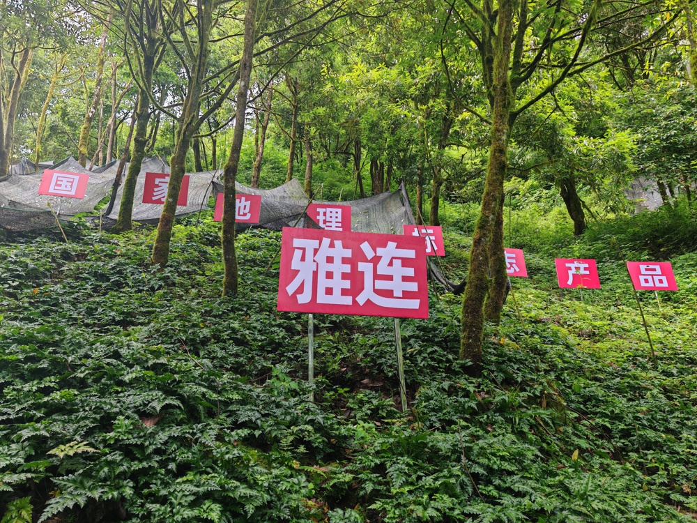 图为大量种植的雅连基地