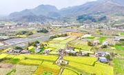 德阳绵竹：打造文旅融合新亮点让“花经济”越开越旺
