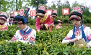 绵阳北川：下好人才“先手棋”  茶产业迎来大升级