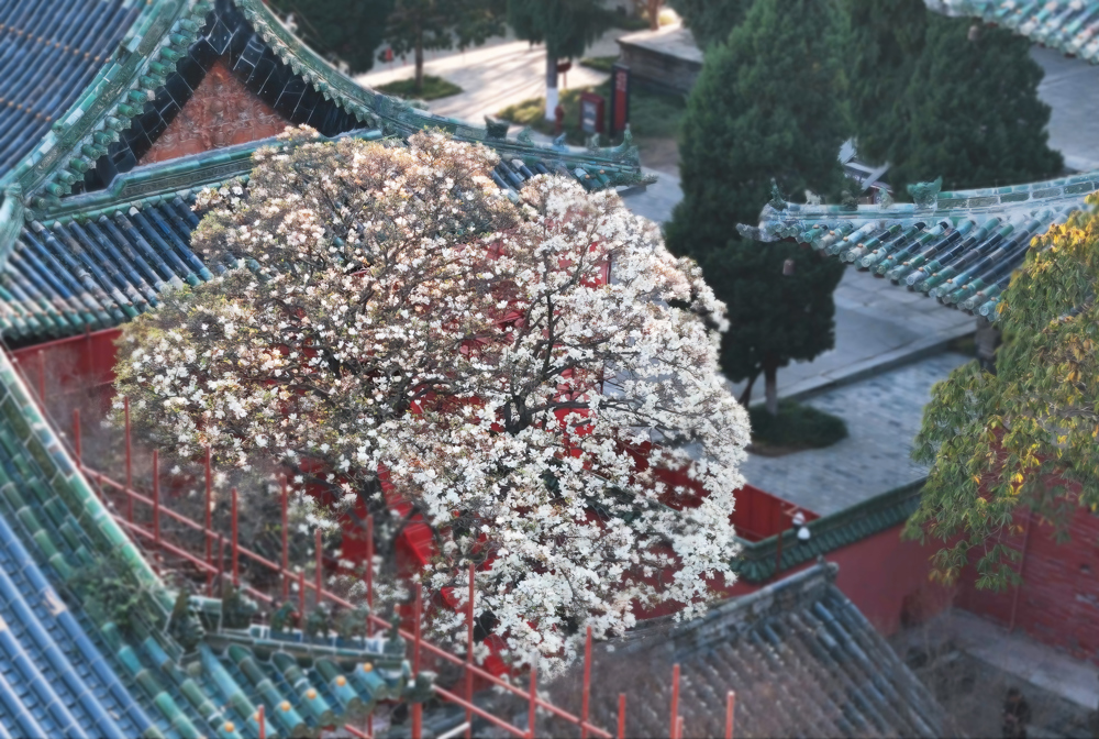 百岁玉兰花开正艳胡宇 摄 (3)