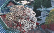 绵阳平武：“深山故宫”春意盎然 百岁玉兰花开正艳