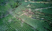 绵阳平武：绿茶飘香喜迎八方游客 茶旅融合催热“春日经济”