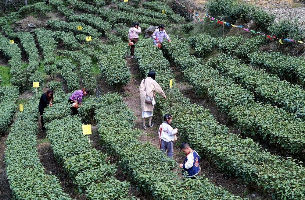 游客在茶园采茶 