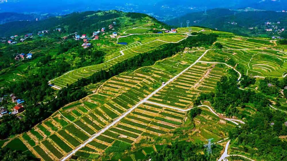 蒲江街道 茅岭村高标准农田航拍图