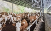 市场解码丨四川牛肉价格“牛”起来了！预计还将保持上涨趋势