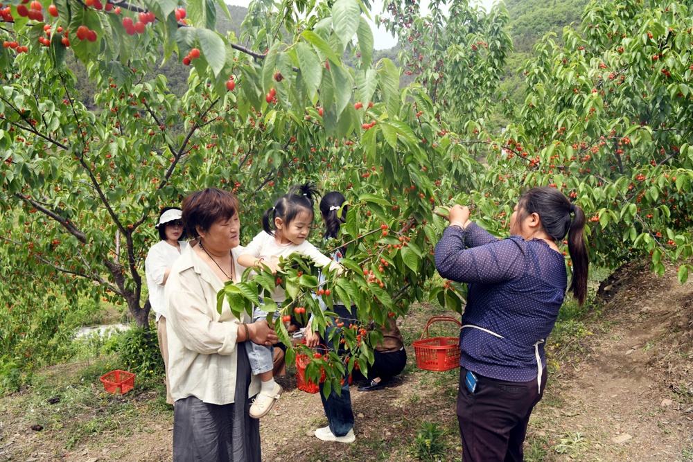 游客、村民在果园采摘樱桃