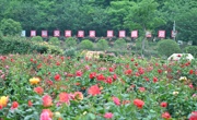 绵阳市安州区塔水镇农文旅融合发展助推乡村全面振兴