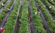 日摘5000斤！眉山彭山蓝莓“科技范儿”种出乡村振兴“甜”路子