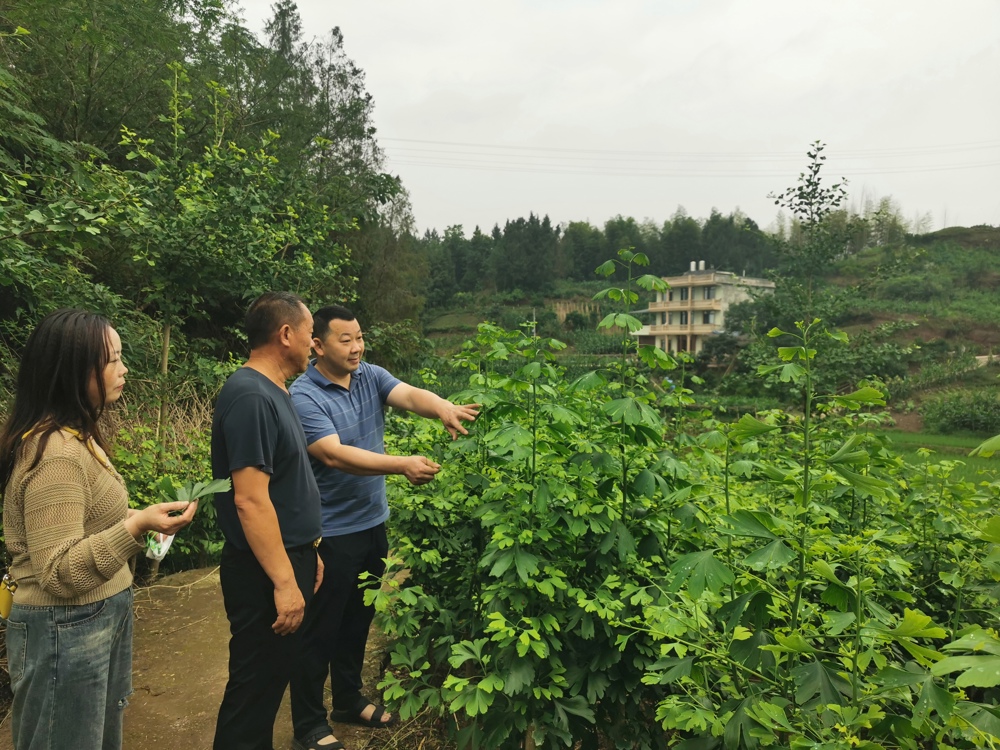 2023年6月8日，李勇同志到讲治镇雁鹅坝村现场指导新梢”掐尖“和冠形培养。