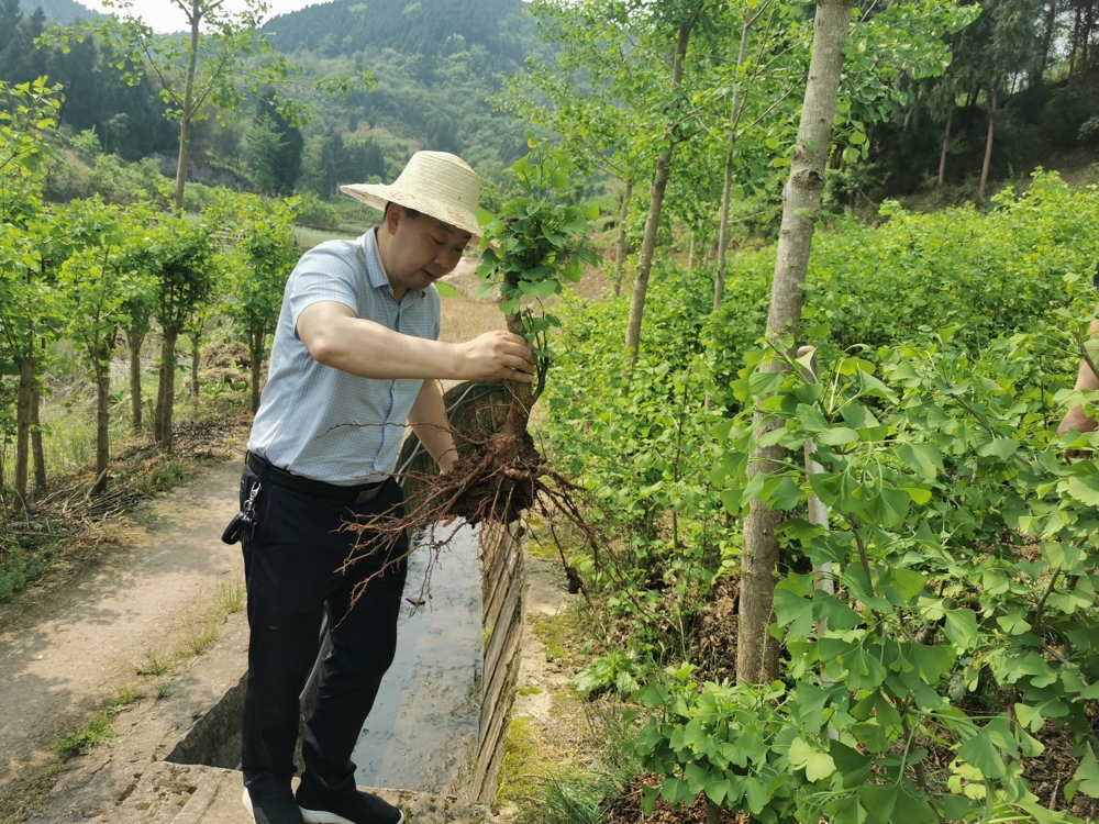 2024年4月25日，李彤同志到讲治镇雁鹅坝村移栽叶用银杏优株。
