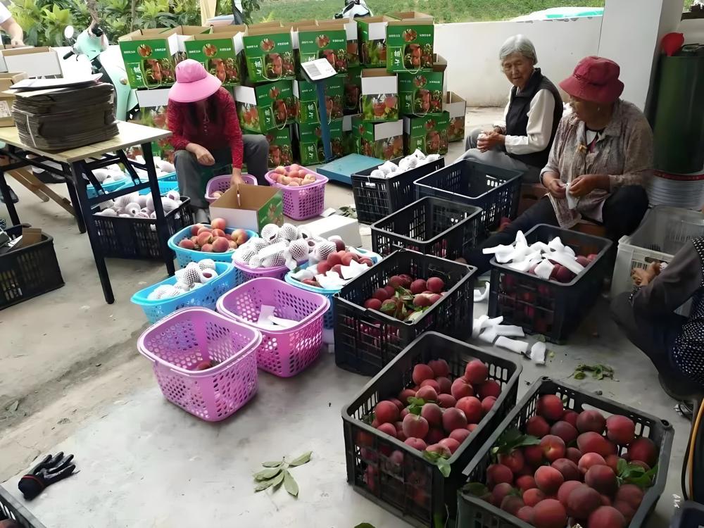 工会销售水蜜桃助农惠工