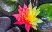 攀枝花现“双色睡莲”，专家：基因突变或自然杂交导致，概率极低