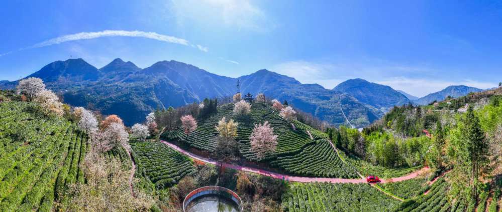 北川盖头山茶园