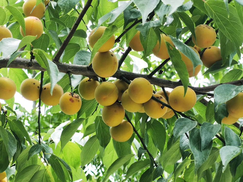 果梅成熟挂满枝